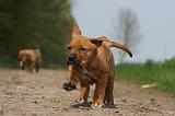TOSA INU 375
